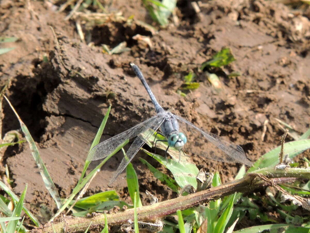 Image of Diplacodes trivialis (Rambur 1842)