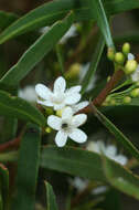 Image of Myoporum platycarpum subsp. platycarpum