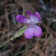 Слика од Dianthus subacaulis Vill.