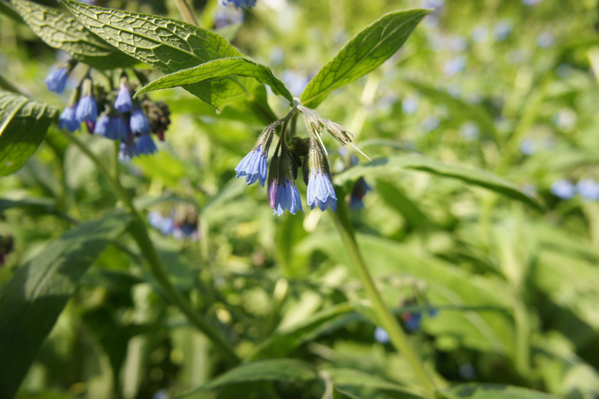 Image of prickly comfrey