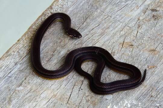 Image of Godman's Graceful Brown Snake