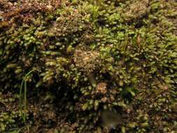 Image of rigid apple-moss