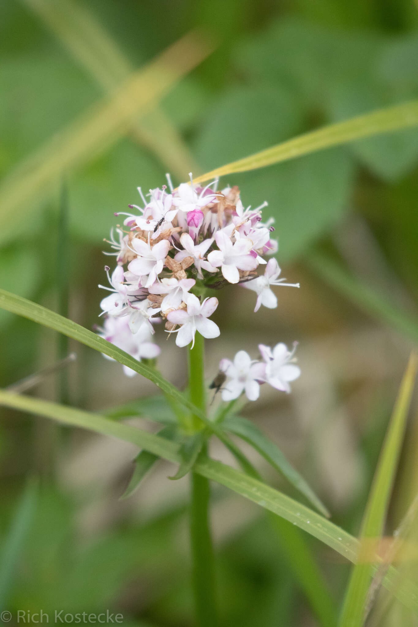 Image of Clustered Valerian