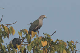 Imagem de Ducula aenea pusilla (Blyth 1849)