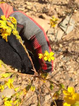 Image of Clustered Moonshine-Daisy