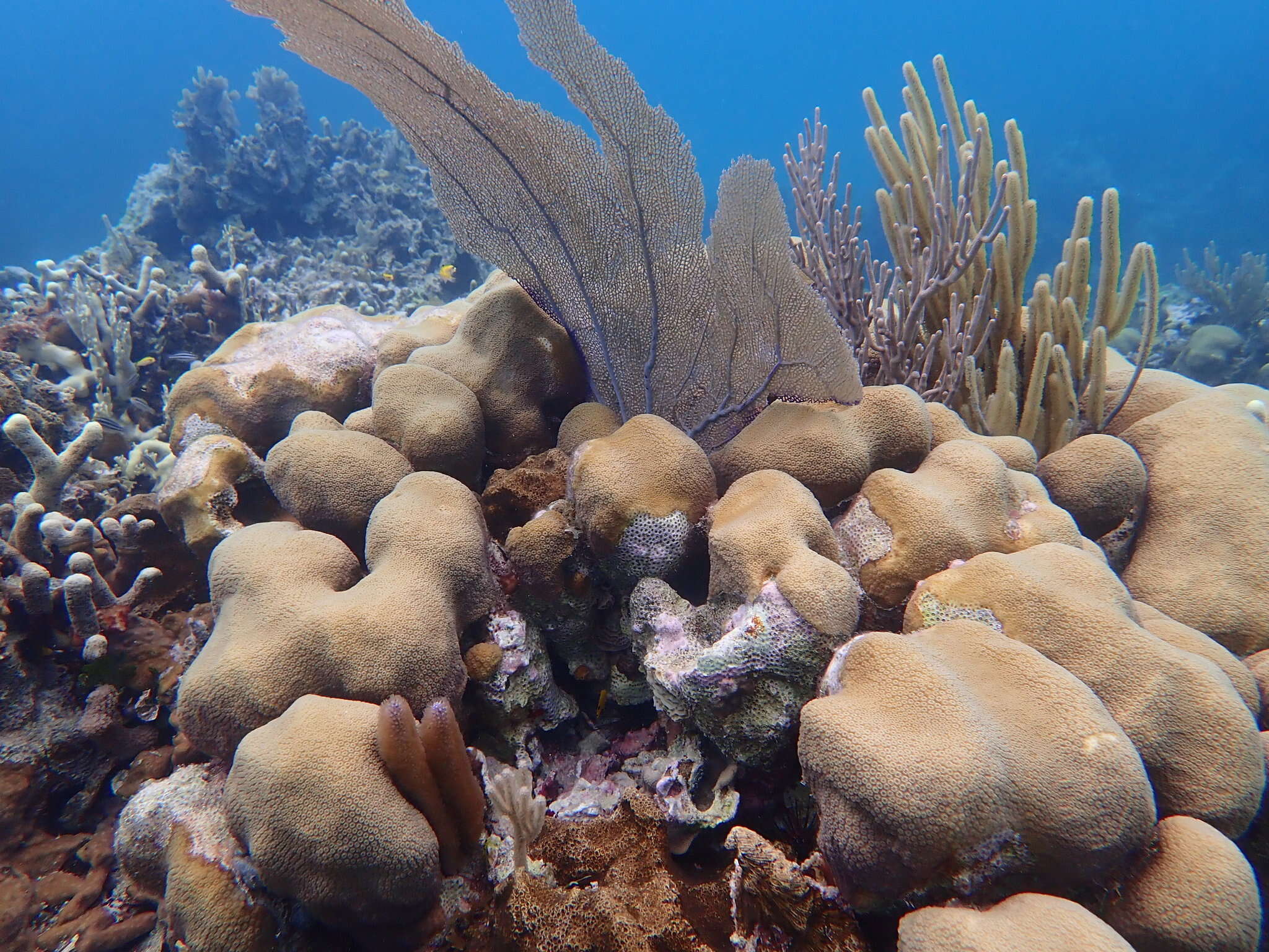 Image de Corail étoilé massif