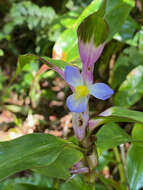 Image de Coleotrype madagascarica C. B. Clarke