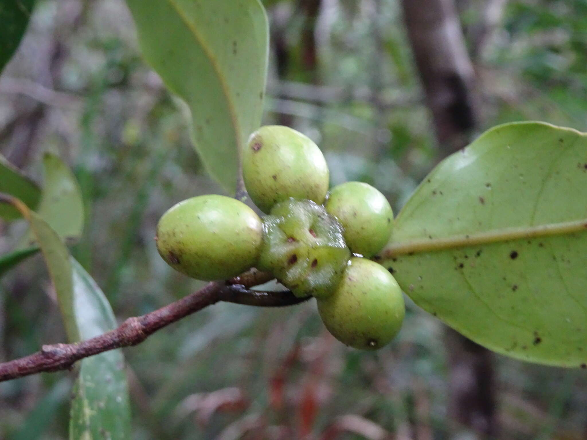 Image of Hedycarya parvifolia Perkins & Schltr.