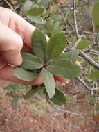 Image of gray oak