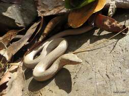 Image of Burton's Legless Lizard