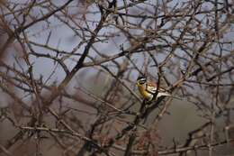 Image of Emberiza flaviventris kalaharica Roberts 1932