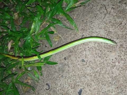 Image of Jointed Worm Lizard