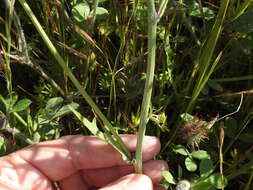 Image of Crepis vesicaria subsp. taraxacifolia (Thuill.) Thell.