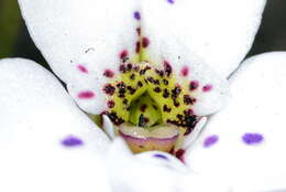 Image of Disa fasciata Lindl.