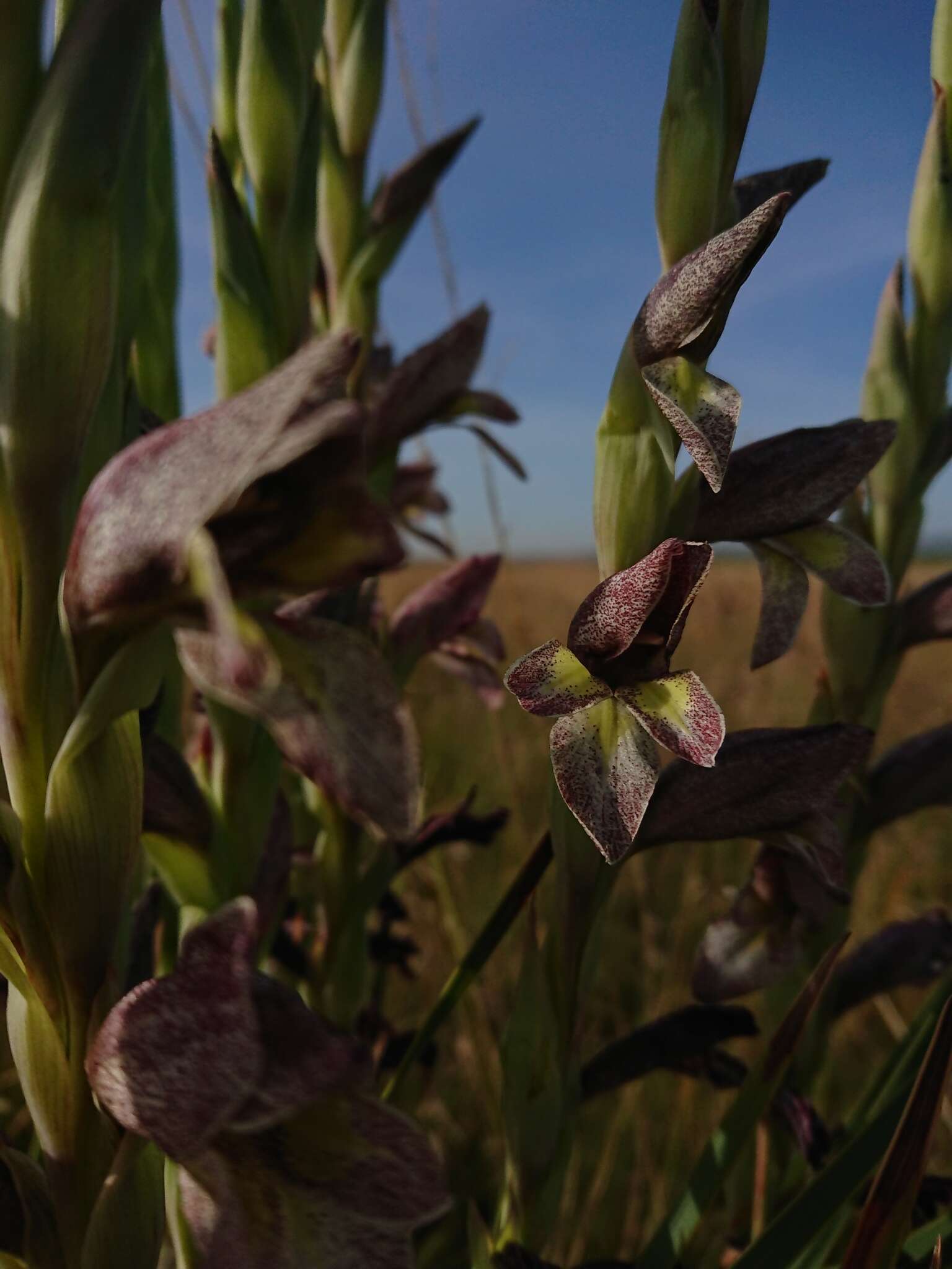 Слика од Gladiolus elliotii Baker