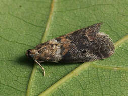 Acrobasis consociella Hübner resmi