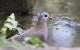 Image of Blue-spotted Dove