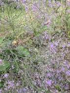 Imagem de Limonium gerberi A. Soldano