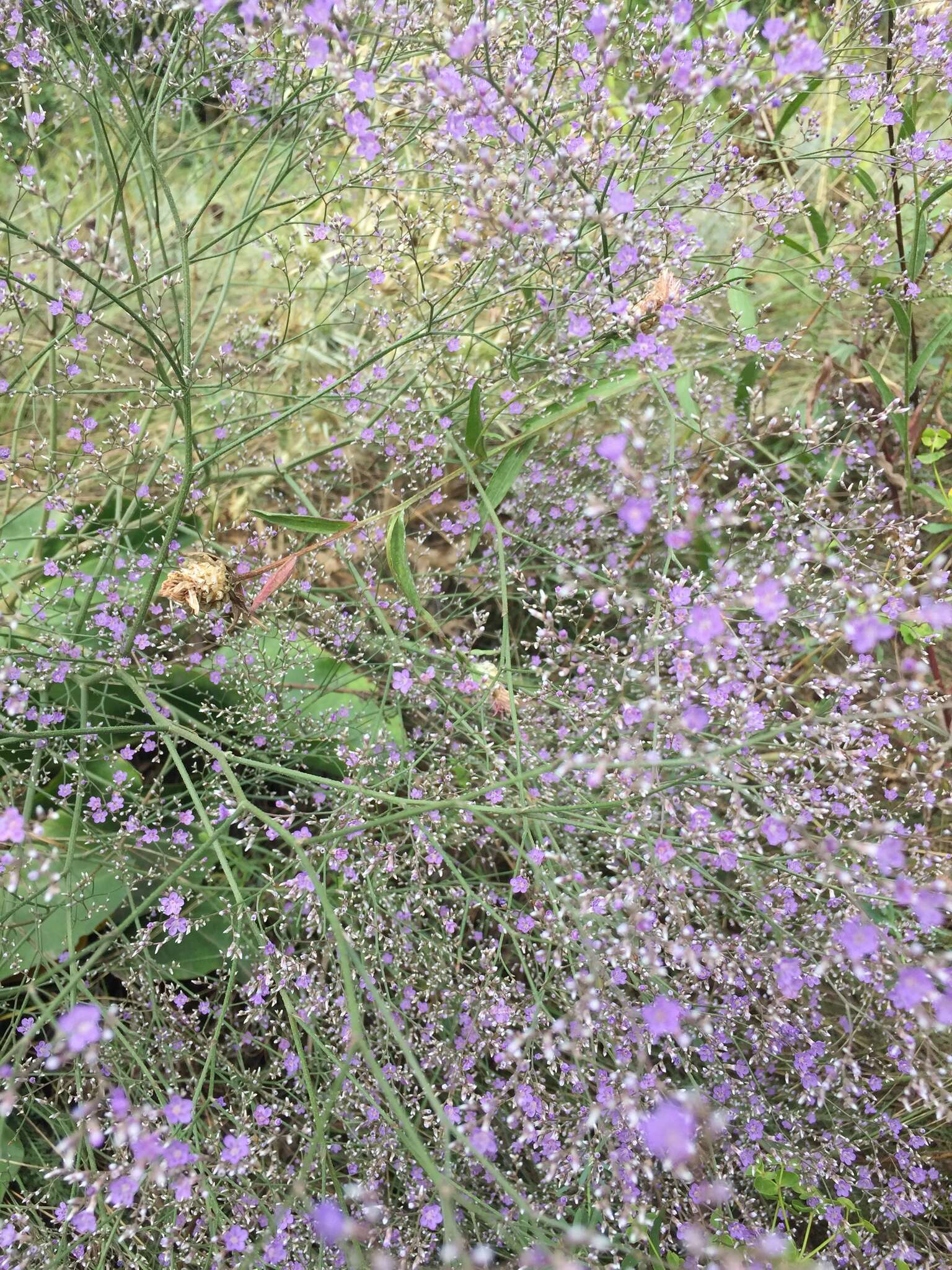 Imagem de Limonium gerberi A. Soldano