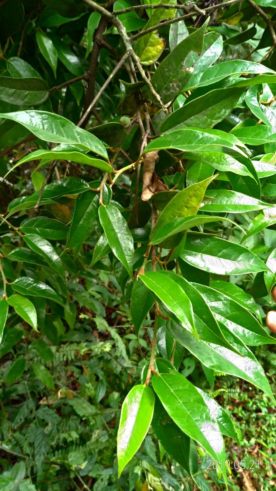 Image of Ficus sarmentosa var. nipponica (Franch. & Savatier) Corner