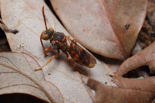 Image of Nomada japonica Smith 1873