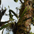 Imagem de Maxillaria chlorantha Lindl.