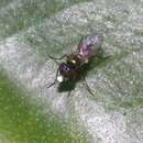 Image of Longlegged fly