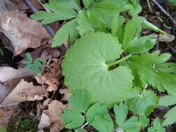 Image de Ranunculus cassubicus L.