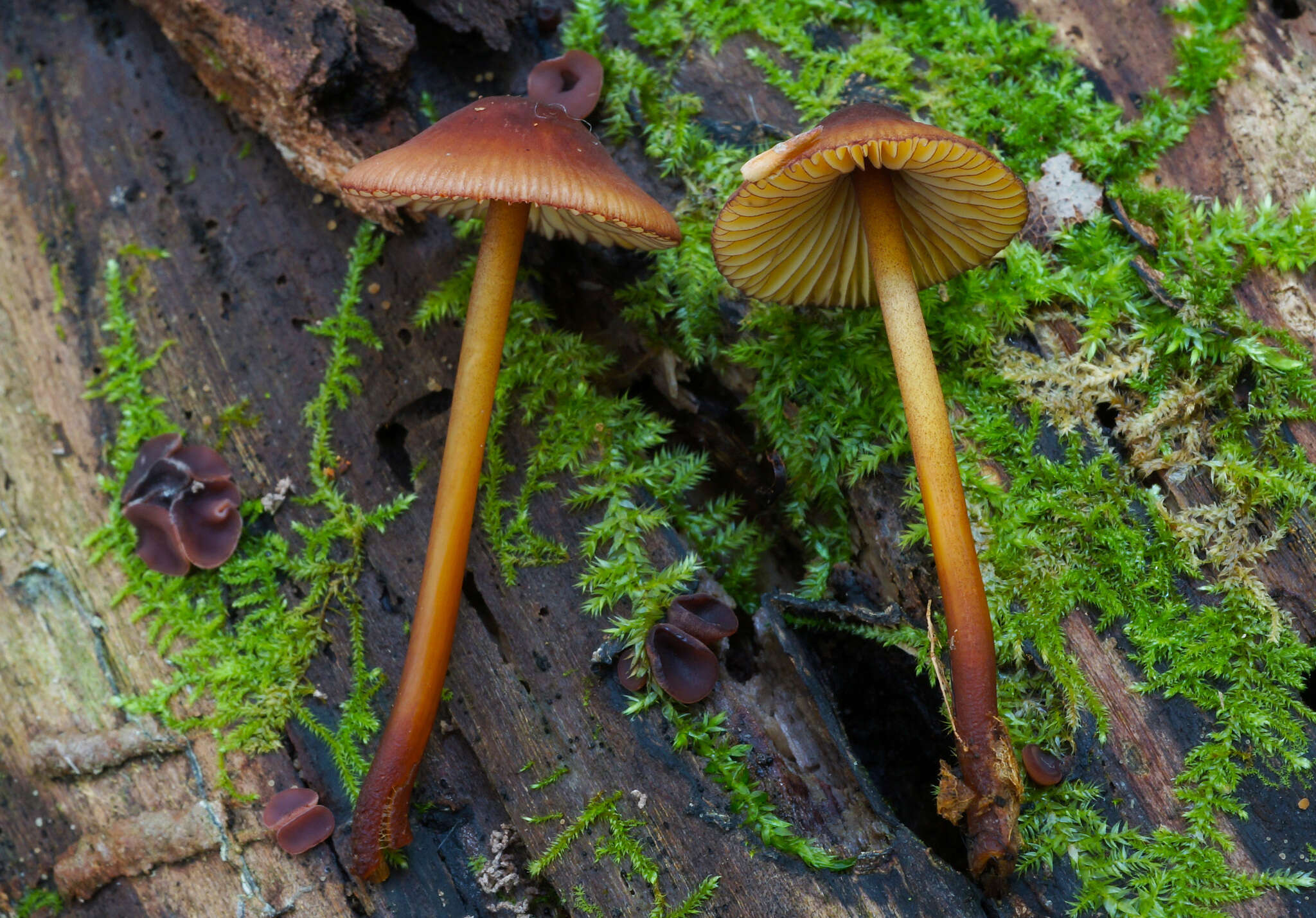 Image of Mycena atkinsoniana A. H. Sm. 1947