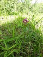 Image of Crested Cow-wheat