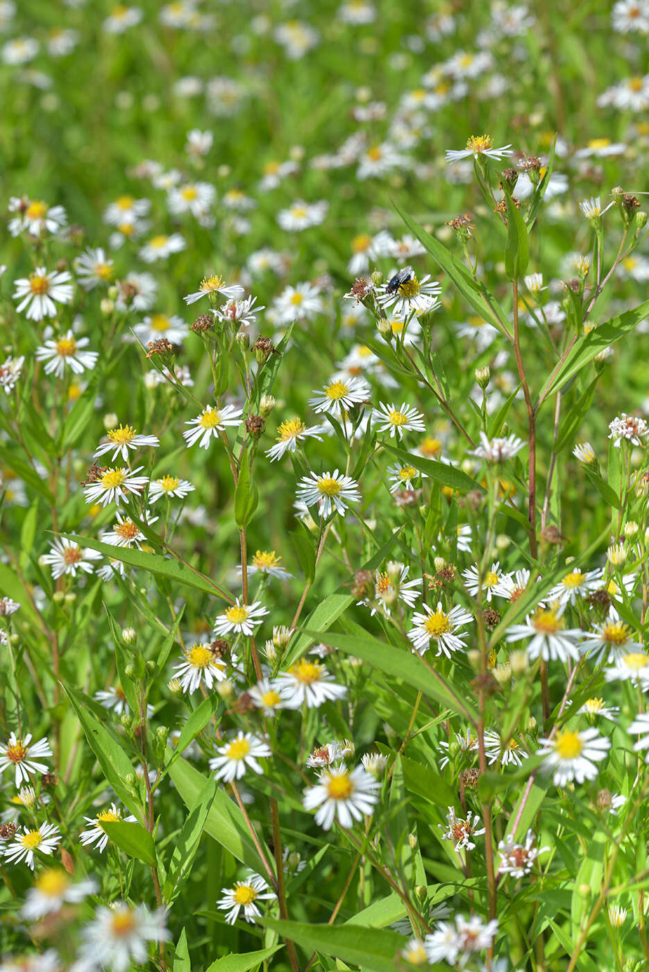 Image de Symphyotrichum salignum (Willd.) G. L. Nesom