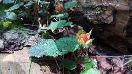 Image of Rubus pectinellus Maxim.