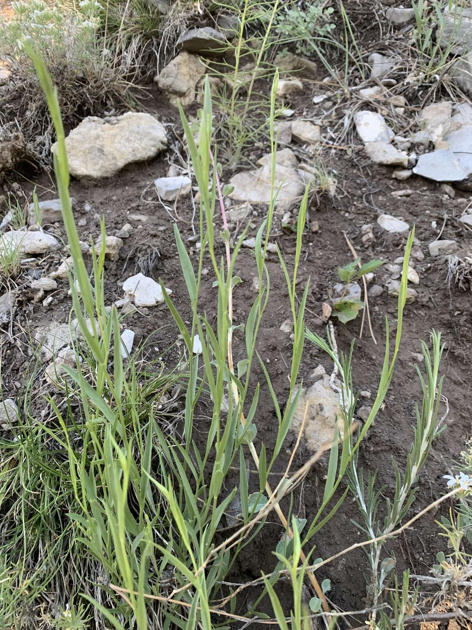 Image of Panamint rock goldenrod