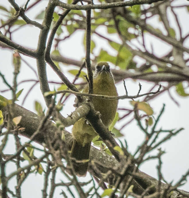 Arizelocichla milanjensis (Shelley 1894) resmi