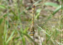 Image of Clubbed Talontail