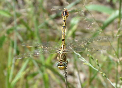 Image of Clubbed Talontail