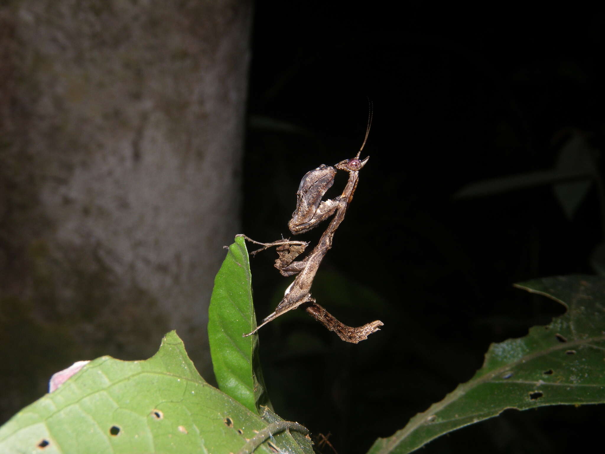 Parablepharis kuhlii asiatica Roy 2008的圖片