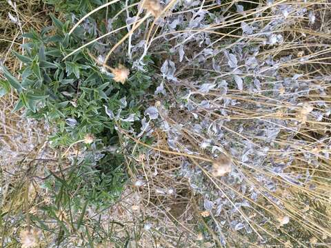 Image of Acton's brittlebush