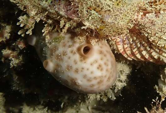 Imagem de Chondrosia corticata Thiele 1900