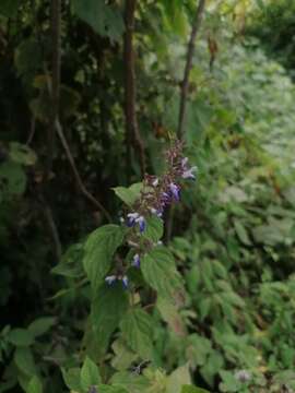 Salvia plurispicata Epling resmi