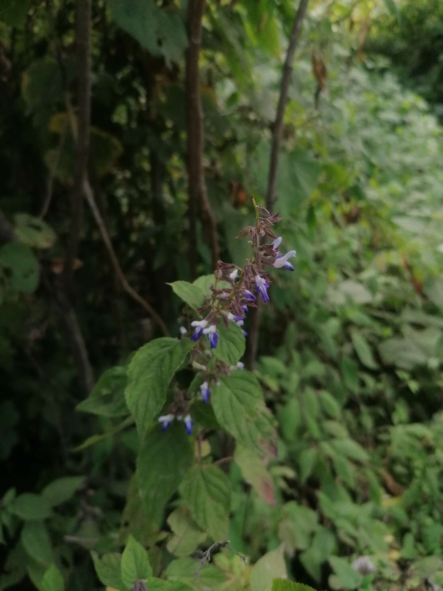 Imagem de Salvia plurispicata Epling