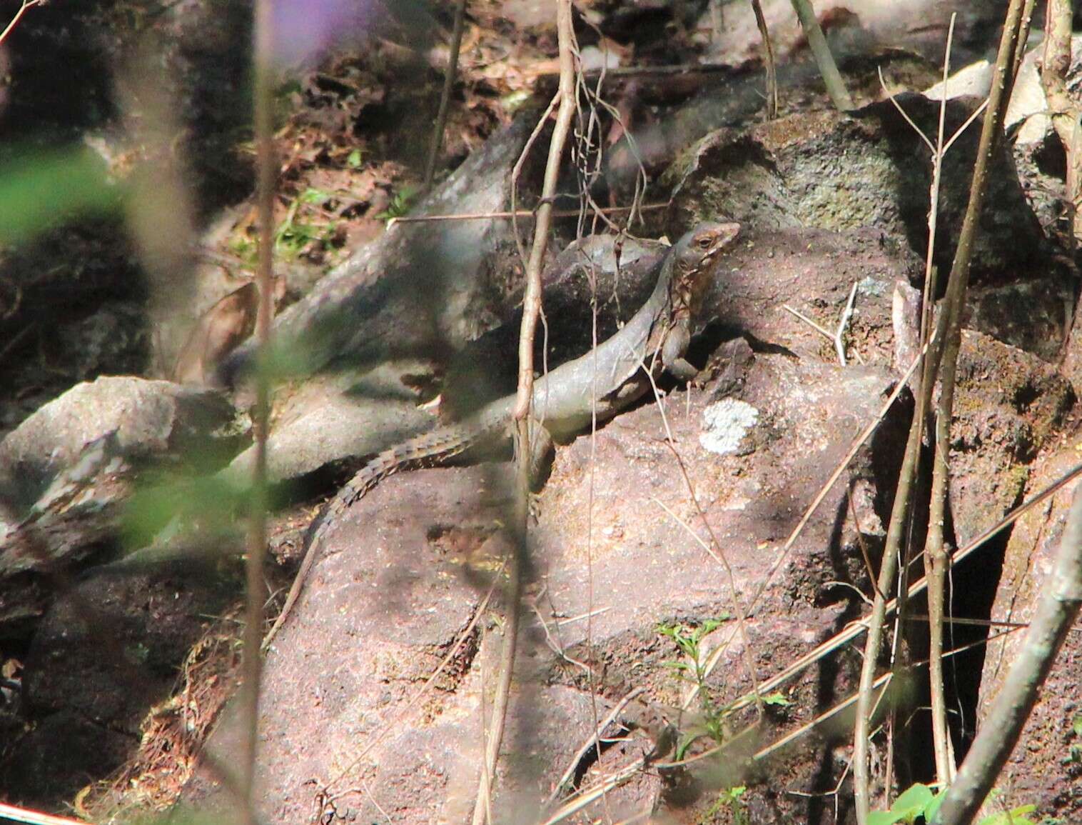 Image of Yellow-backed Spiny-tailed Iguana