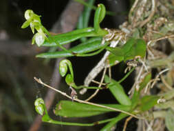 Imagem de Angraecum sacciferum Lindl.