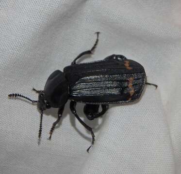 Image of Red-lined Carrion Beetle