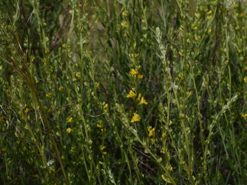 Image of Anthyllis terniflora (Lag.) Pau