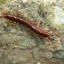 Image of Lithobius pilicornis Newport 1844