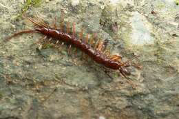 Image of Lithobius pilicornis Newport 1844