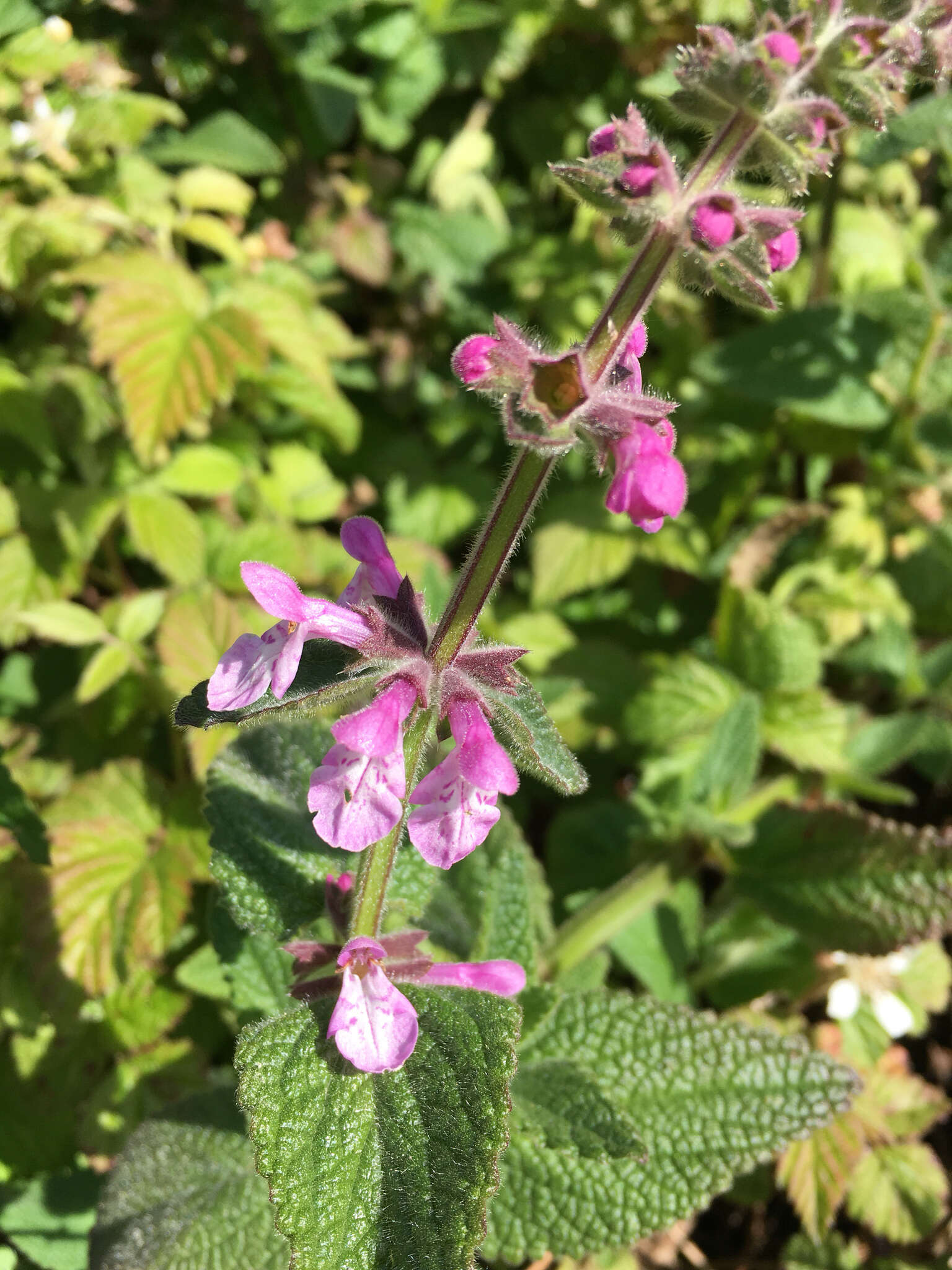 Stachys bullata Benth. resmi