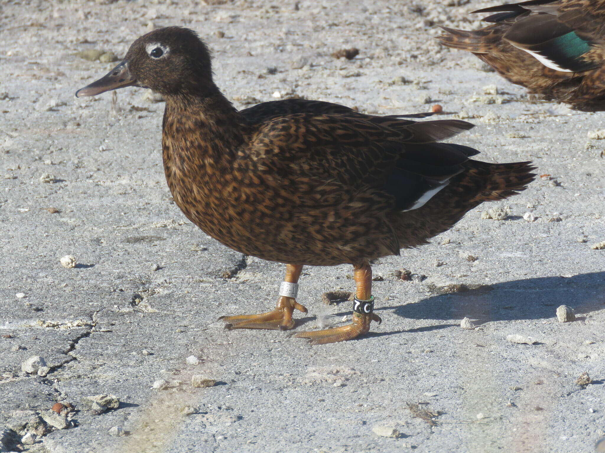 Image of Laysan Duck