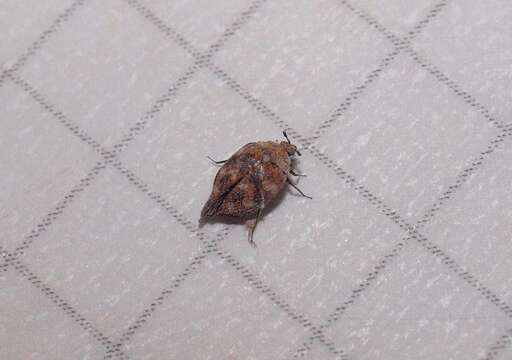 Image of Varied carpet beetle